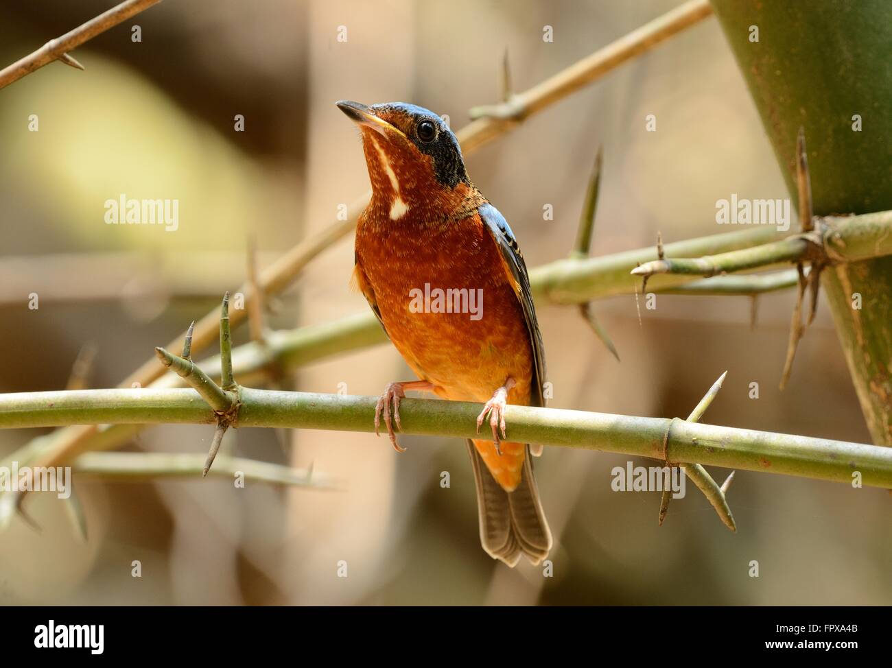 Bellissimo maschio bianco-throated rock-tordo Foto Stock