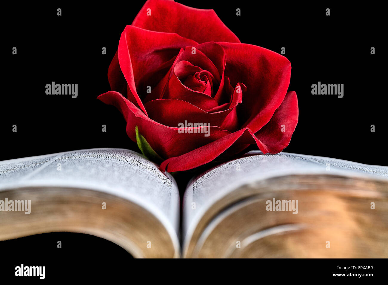 Red Rose con libro su sfondo nero Foto Stock