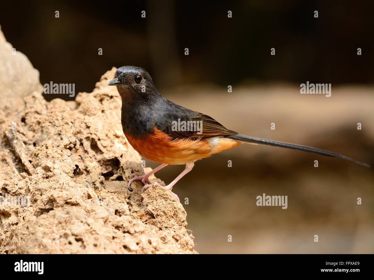 Bella femmina bianca rumped sharma (Copsychus malabaricus) inThailand Foto Stock