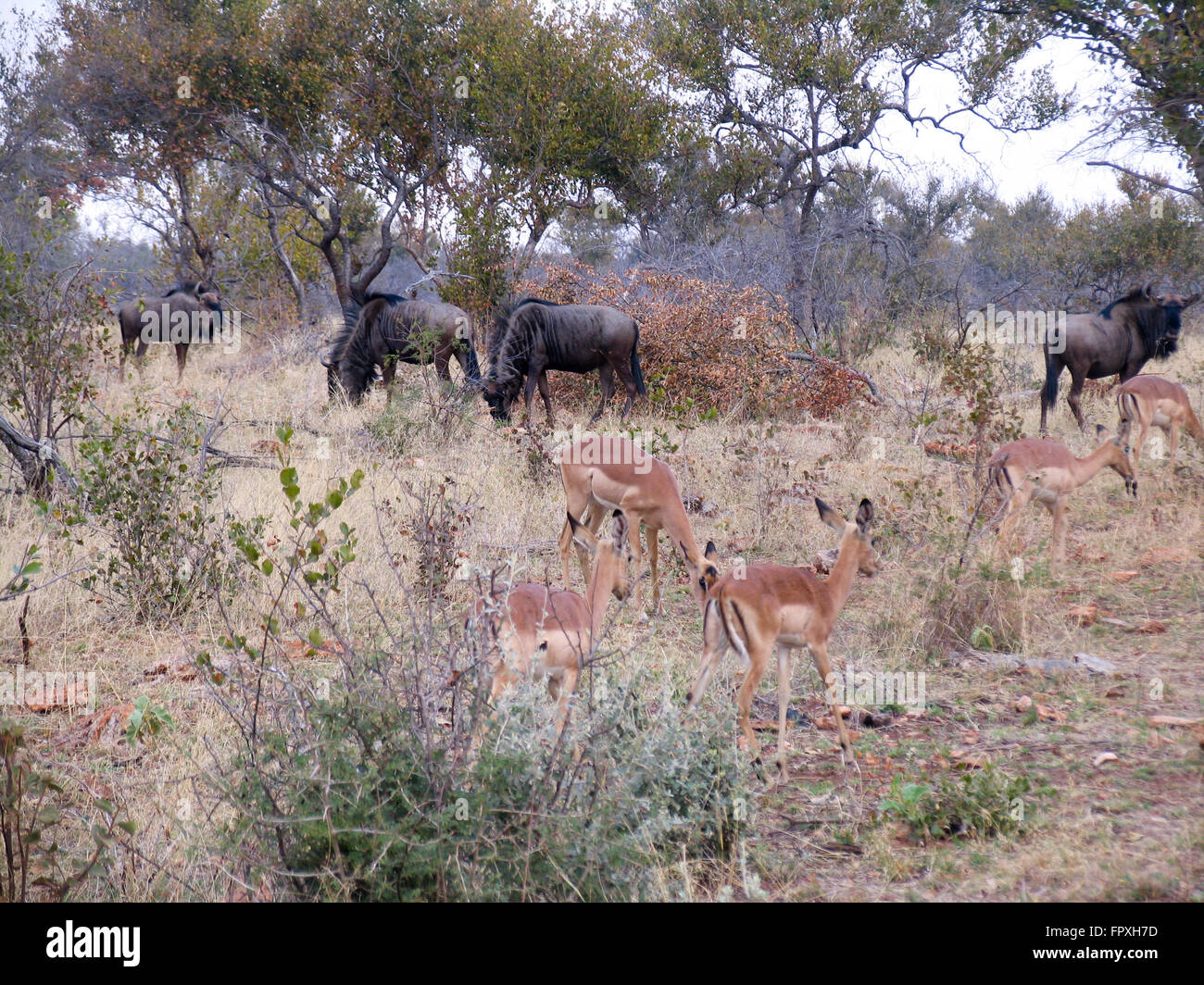 E Wildebeests impala alimentando in una riserva di caccia. Foto Stock