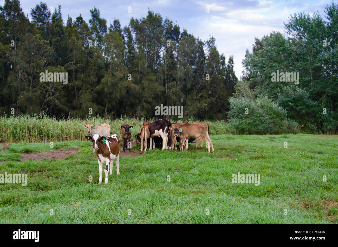 I giovani i vitelli da latte in un paddock verde con alberi in background Foto Stock