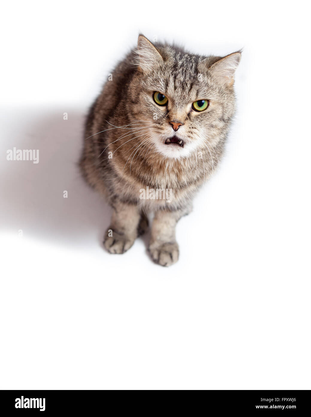 Funny Crazy Cat con bocca aperta. Foto Stock
