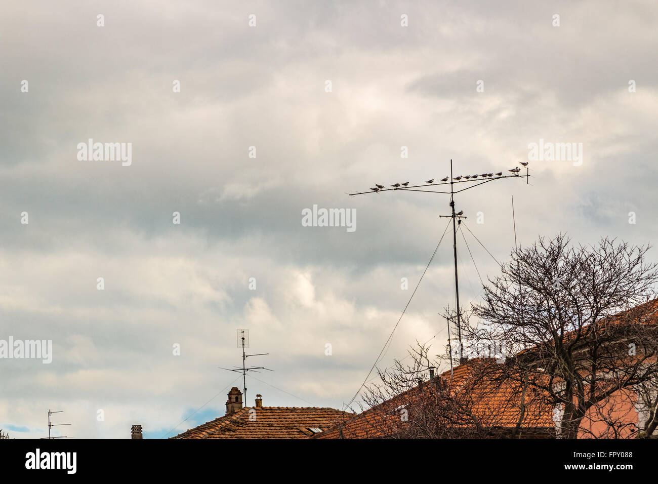 Piccioni arroccato su una antenna TV Foto Stock