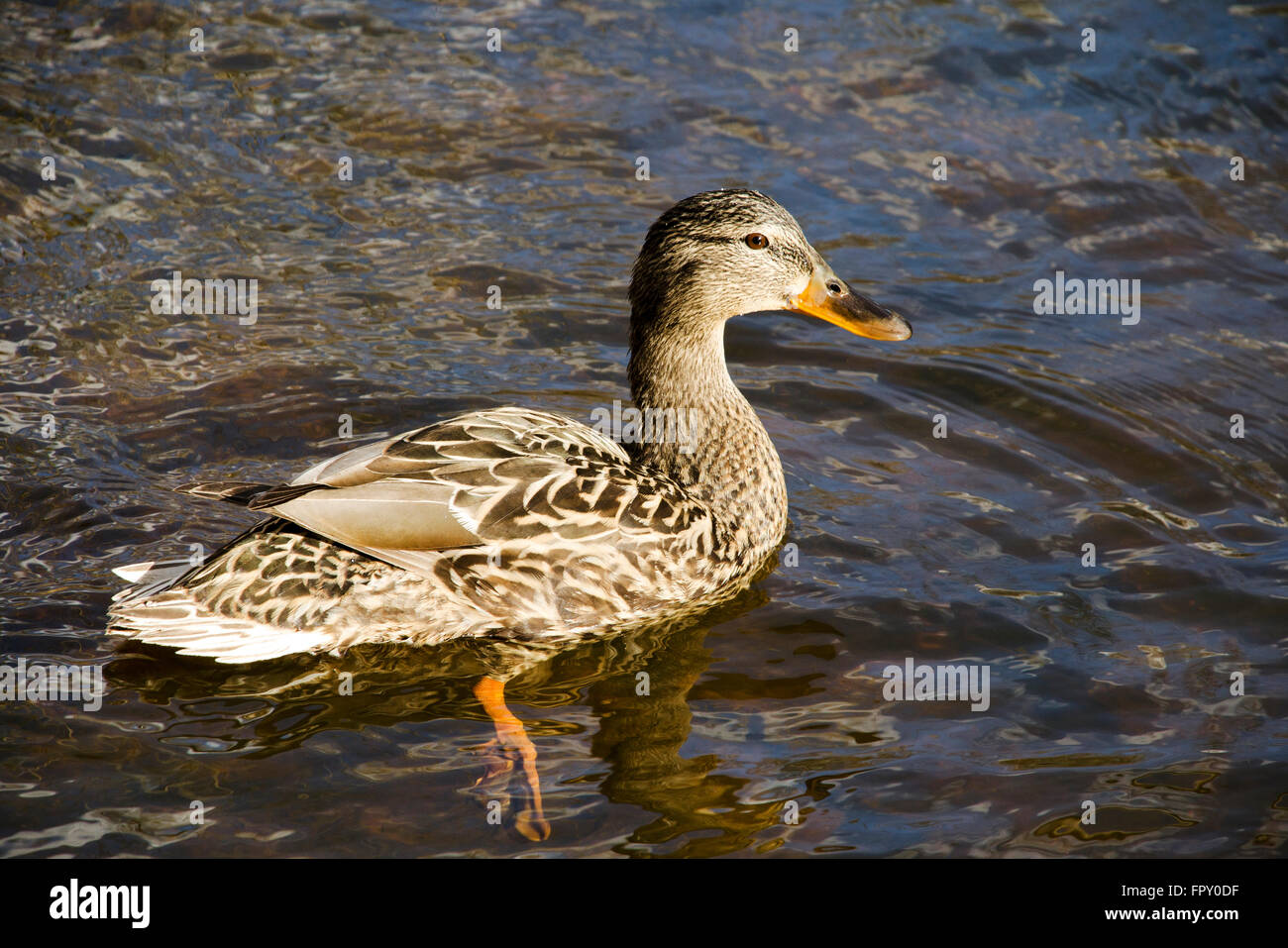 Mallard duck nuotare in acqua Foto Stock