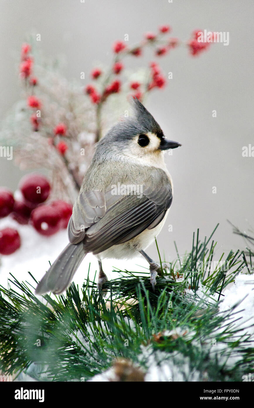 Cincia tufted inverno Uccelli closeup ritratto Foto Stock