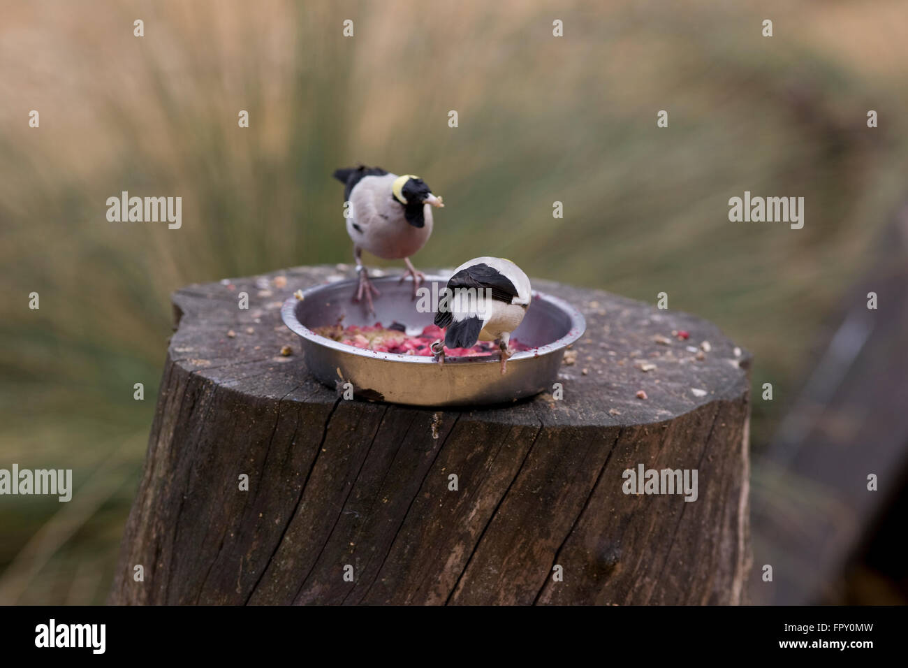 Alimentazione degli uccelli dal piatto metallico in cima al ceppo di albero a Birdworld Foto Stock