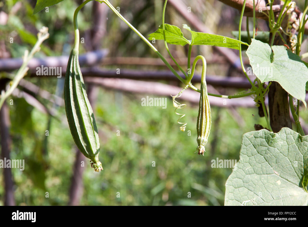 Zucche angolata freschi coltivati in azienda Foto Stock
