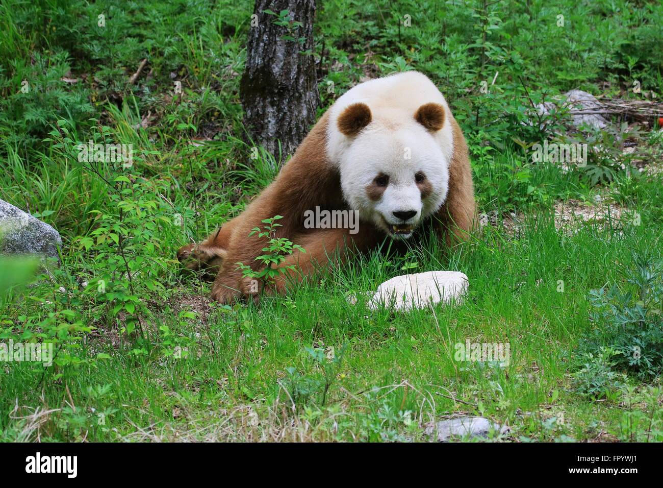 Pechino, Cina. 20 Mar, 2016. File foto da un panda gigante Research Institute di Shaanxi mostra un marrone panda gigante fissando una roccia nei boschi delle montagne Qinling, Cina nord-occidentale. Brown panda gigante è estremamente rara in Cina come solo i panda 8 di tale tipo sono stati trovati i record in quanto ha iniziato a. © Liang Qihui/Xinhua/Alamy Live News Foto Stock