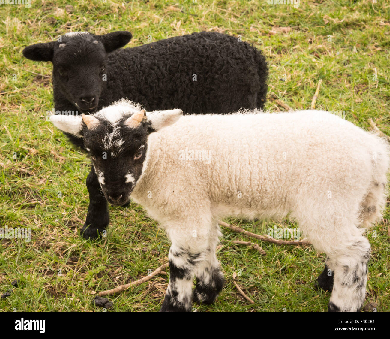 Hill Farm, Morestead, Hampshire REGNO UNITO. Xx marzo, 2016. Meteo REGNO UNITO: Nuova data di nascita degli agnelli godono di una cortina di nubi equinozio di primavera giorno. Questa data vede la notte e giorno diventare la stessa lunghezza prima del disegno fuori delle ore di luce verso l'estate. Credito: Patricia Phillips/Alamy Live News Foto Stock