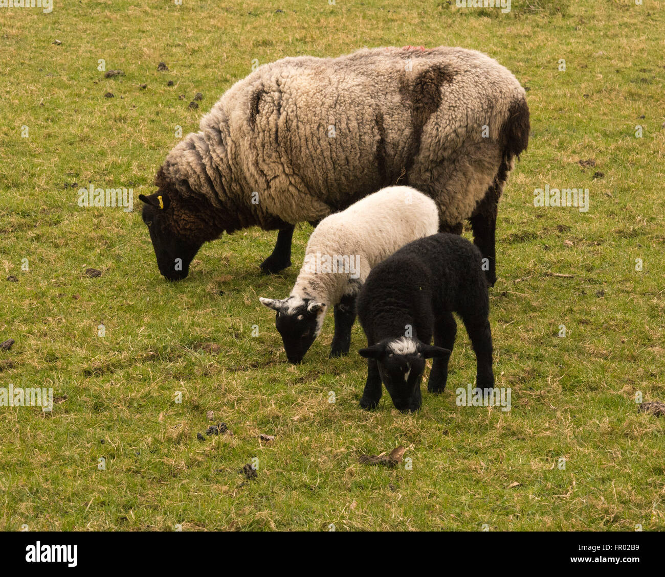 Hill Farm, Morestead, Hampshire REGNO UNITO. Xx marzo, 2016. Meteo REGNO UNITO: Nuova data di nascita degli agnelli e la loro madre godono di una cortina di nubi equinozio di primavera giorno. Questa data vede la notte e giorno diventare la stessa lunghezza prima del disegno fuori delle ore di luce verso l'estate. Credito: Patricia Phillips/Alamy Live News Foto Stock