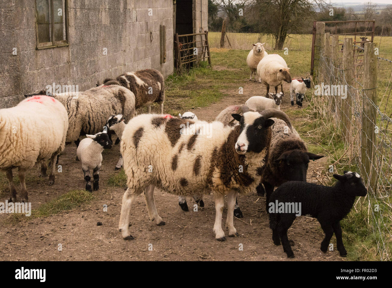 Hill Farm, Morestead, Hampshire REGNO UNITO. Xx marzo, 2016. Meteo REGNO UNITO: Nuova data di nascita degli agnelli e le loro madri godono di una cortina di nubi equinozio di primavera giorno. Questa data vede la notte e giorno diventare la stessa lunghezza prima del disegno fuori delle ore di luce verso l'estate. Credito: Patricia Phillips/Alamy Live News Foto Stock