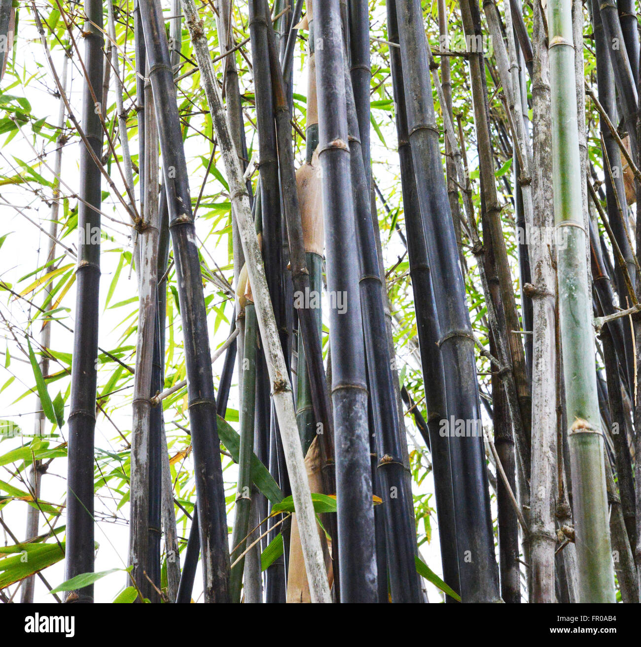 Bambù, piante, Tropical North Queensland, Cairns Foto Stock
