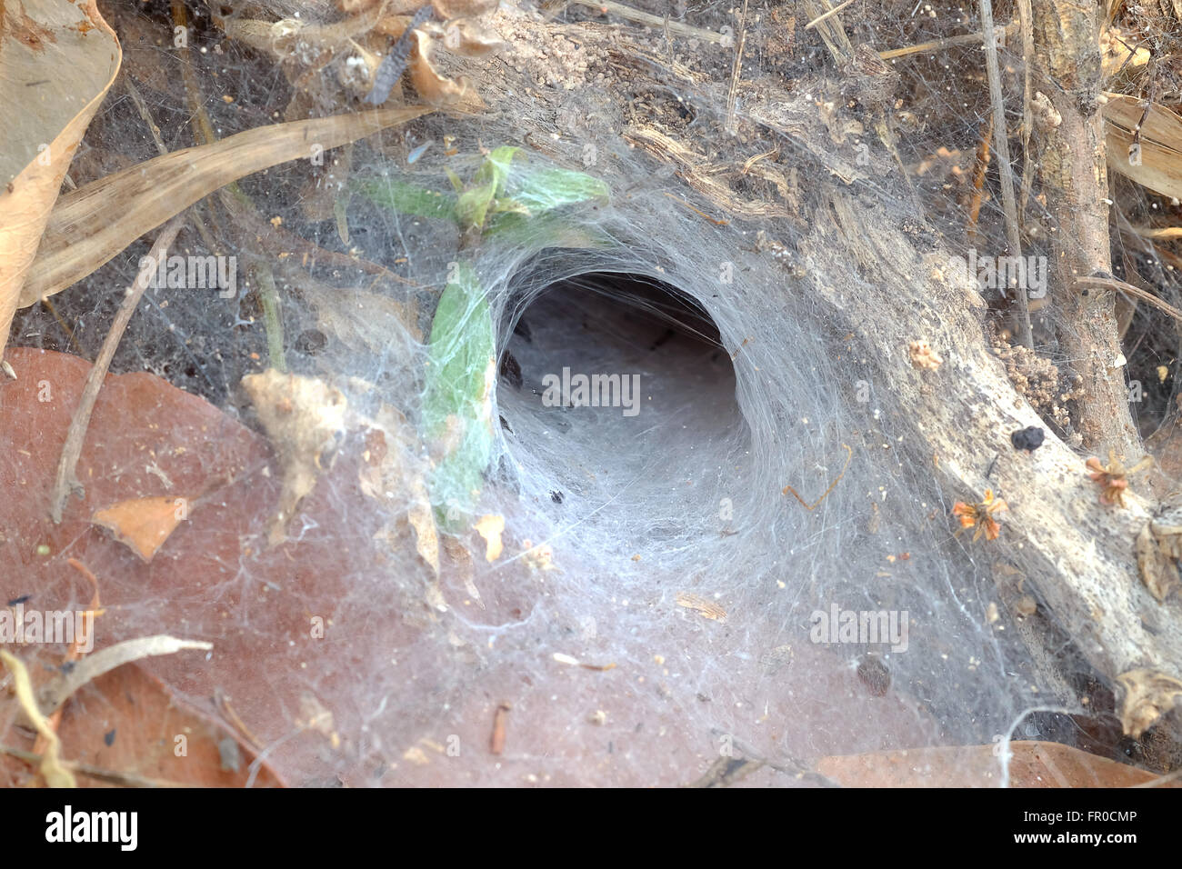 Tessitura a imbuto spider deep in Thailandia Foto Stock