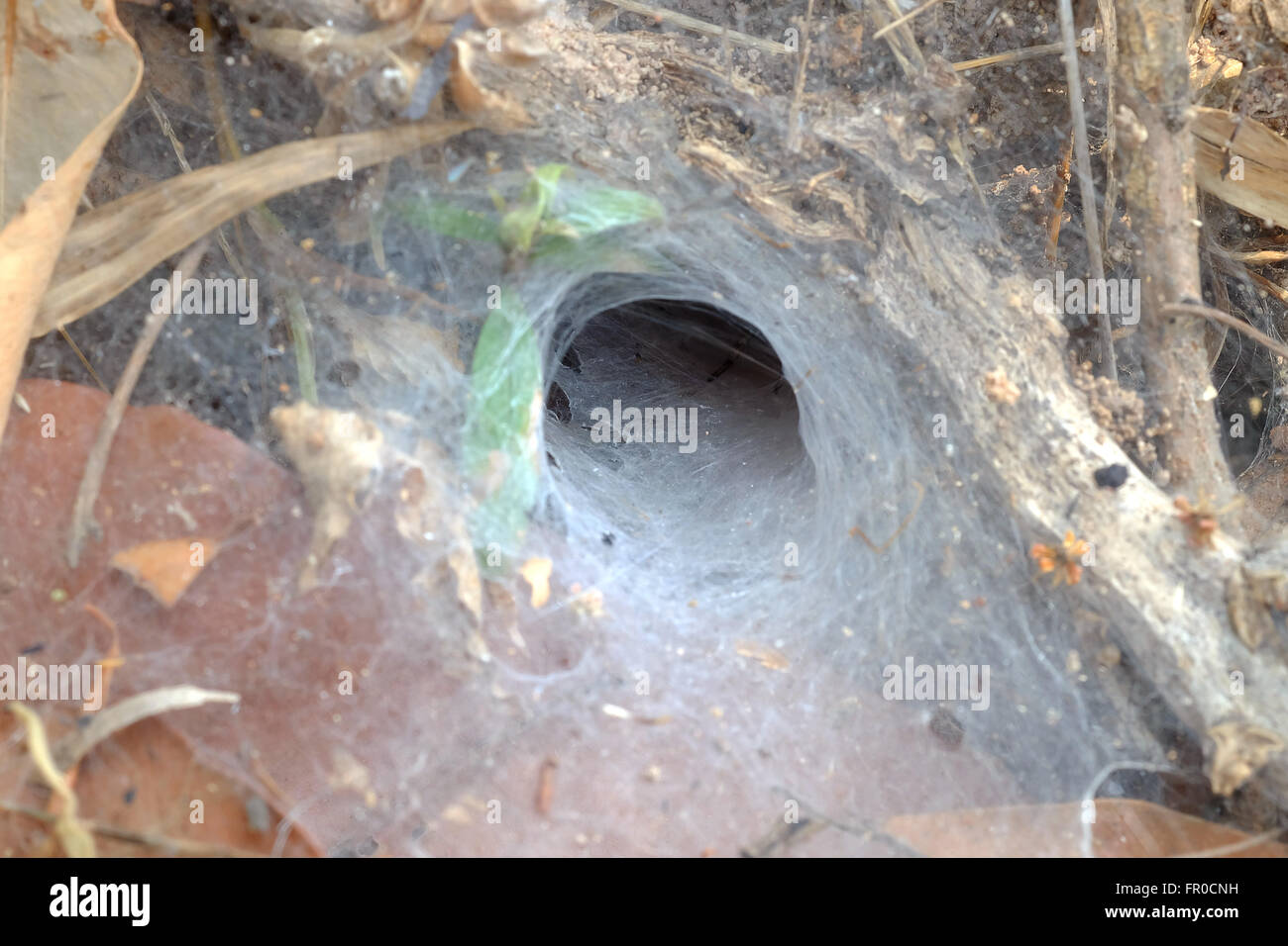 Tessitura a imbuto spider deep in Thailandia Foto Stock
