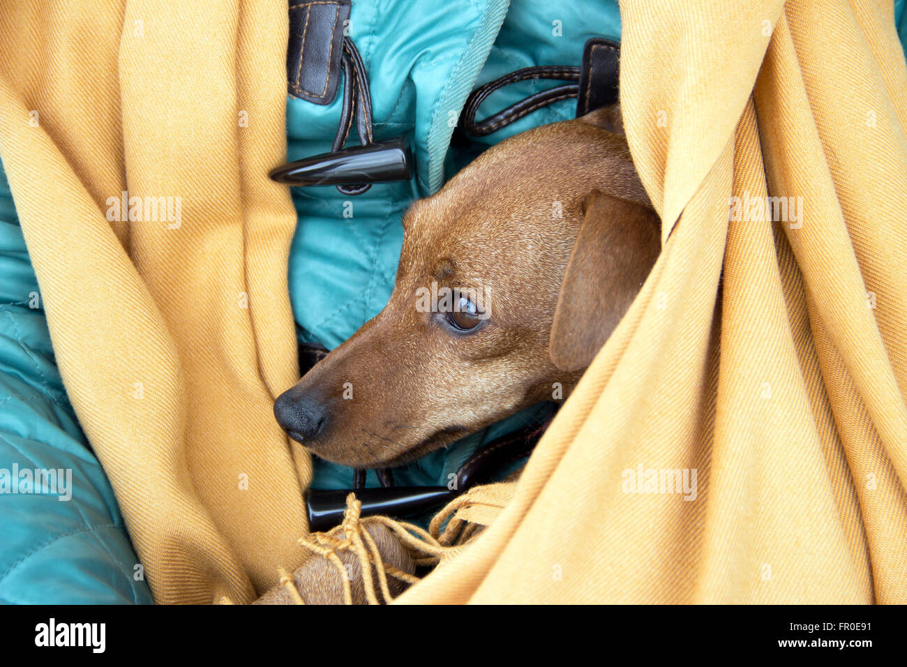 A Belgrado, in Serbia - Pinscher in miniatura (Min Pin) seduto nel suo proprietario del giro Foto Stock