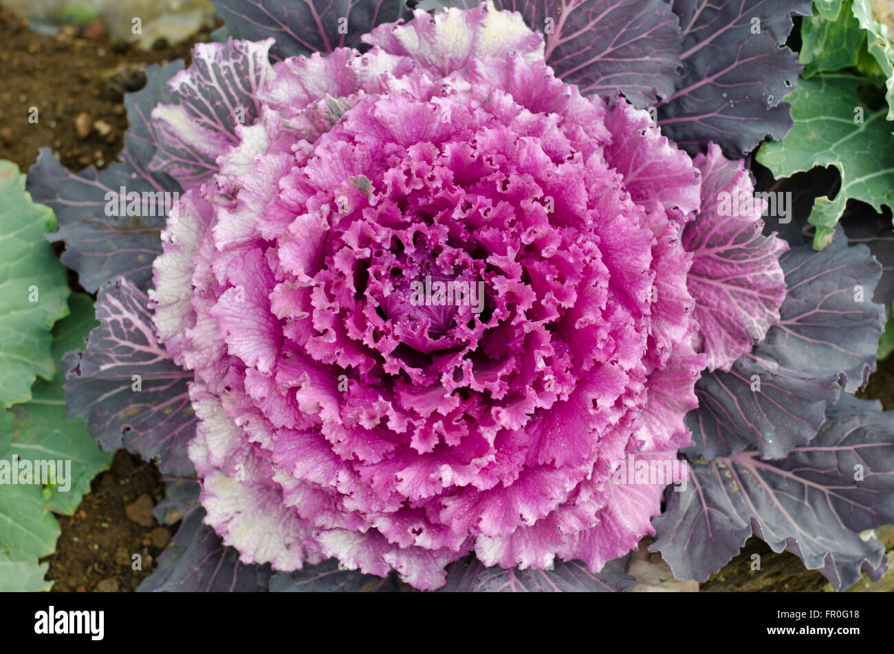 Decorative ornamentali cavolo in Giappone Foto Stock