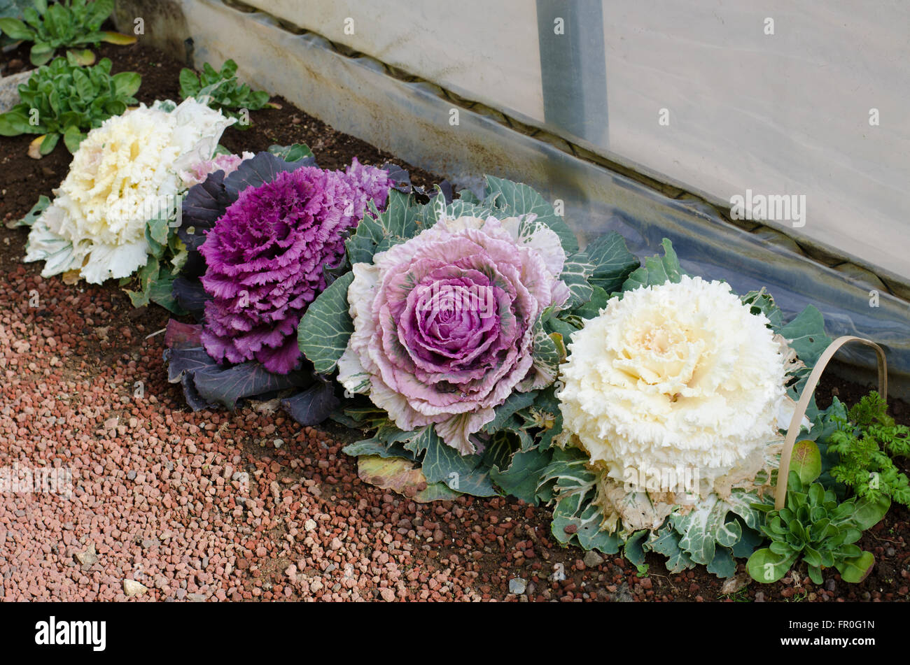 Decorative ornamentali cavolo in Giappone Foto Stock