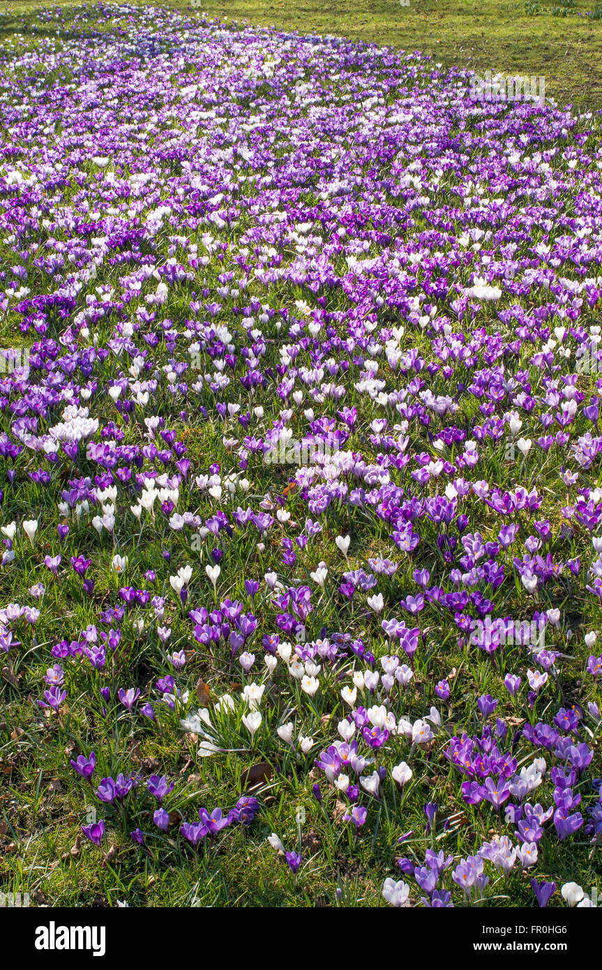 La molla, crochi fiore nel parco del Sele Hexham, Northumberland, England, Regno Unito Foto Stock