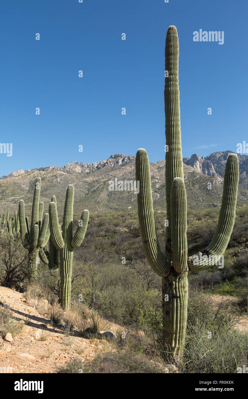 Tucson, Stato Catalina Park Foto Stock