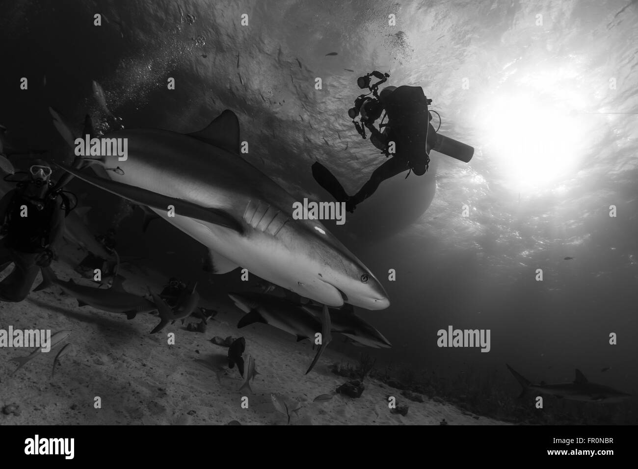 Caribbean reef shark Foto Stock