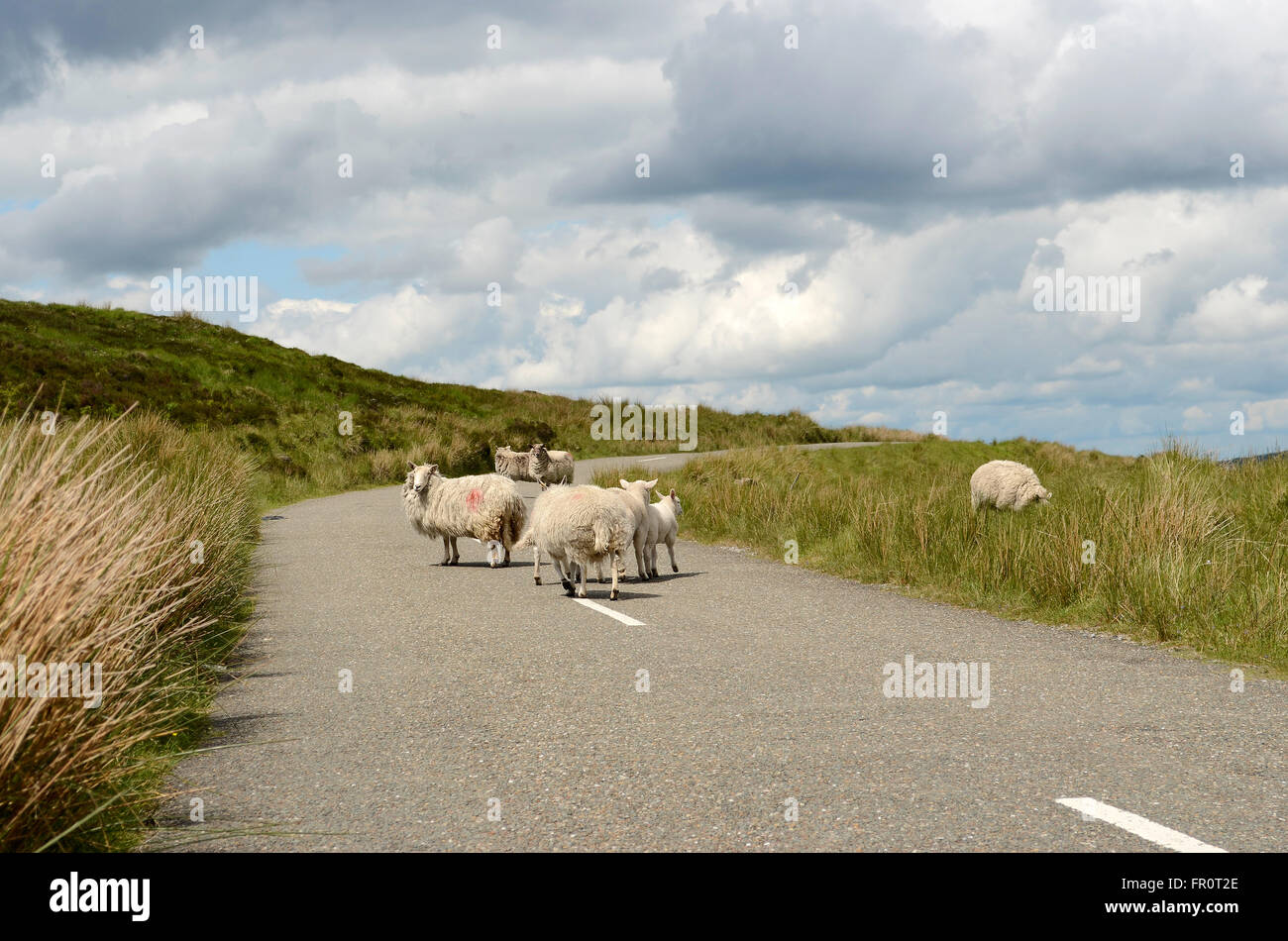 Pecore in mezzo alla strada in Wicklow Mountains in Irlanda. Foto Stock