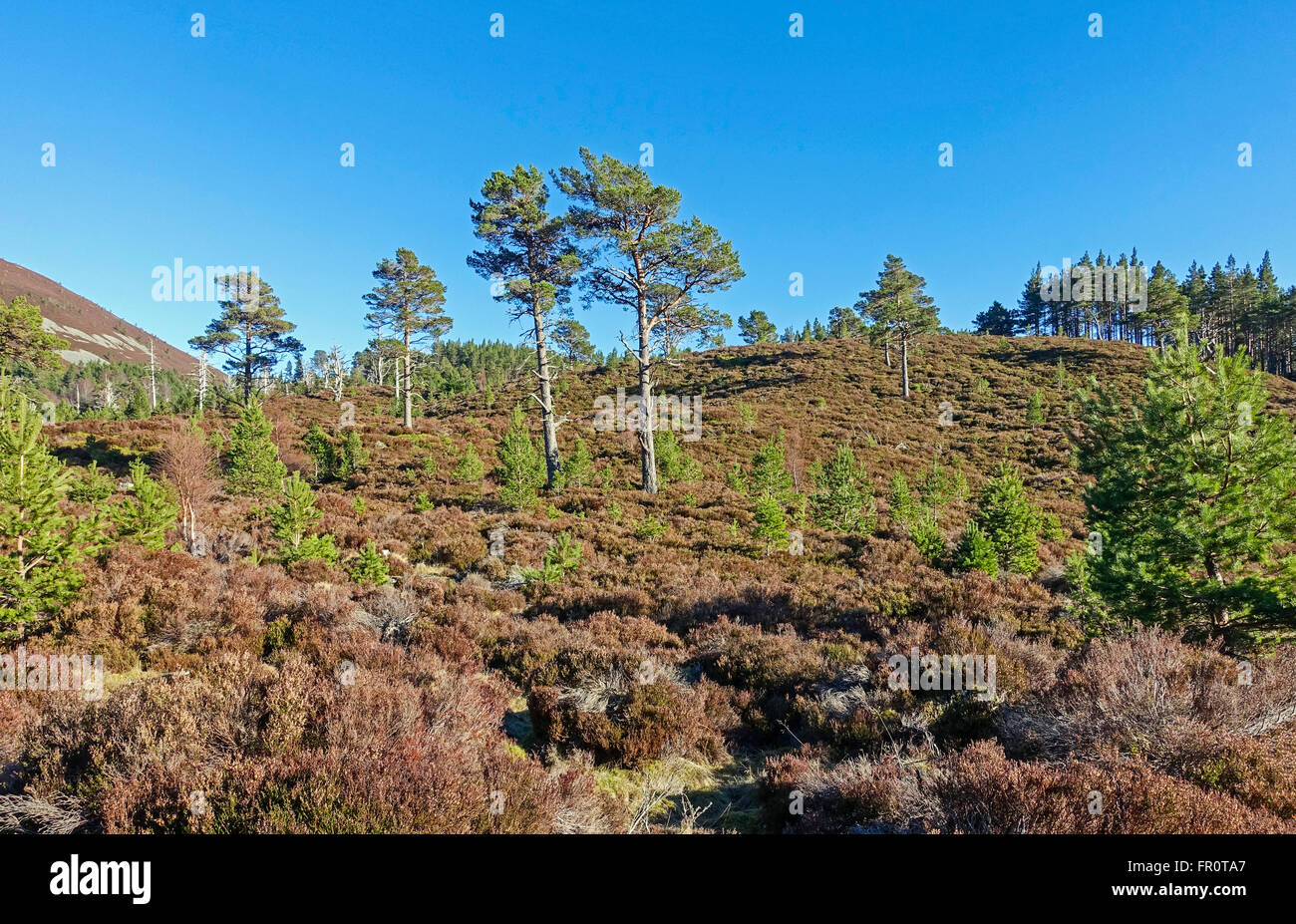 Il Pass di Ryvoan pista forestale in Glenmore, Cairngorms National Park in Scozia con Caledonian pini Foto Stock