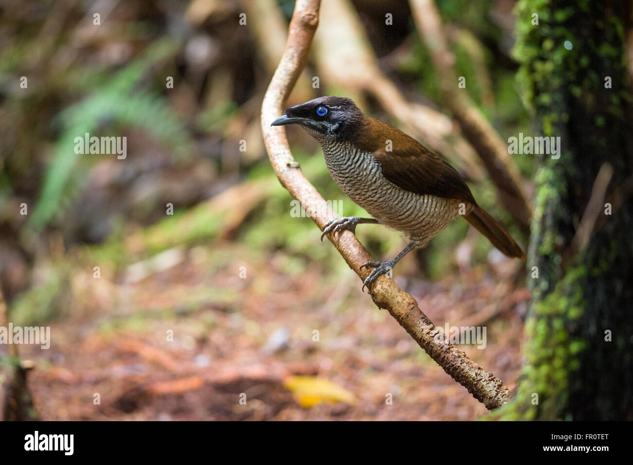 Western parotia (Parotia sefilata) femmina - maschio wathing dancing, Papua Occidentale Foto Stock