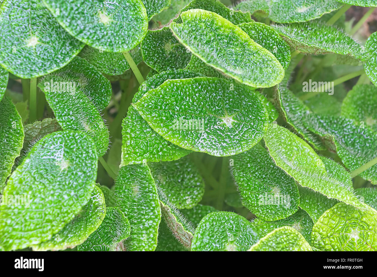 Foglie di Esotiche piante tropicali, sfondo verde Foto Stock