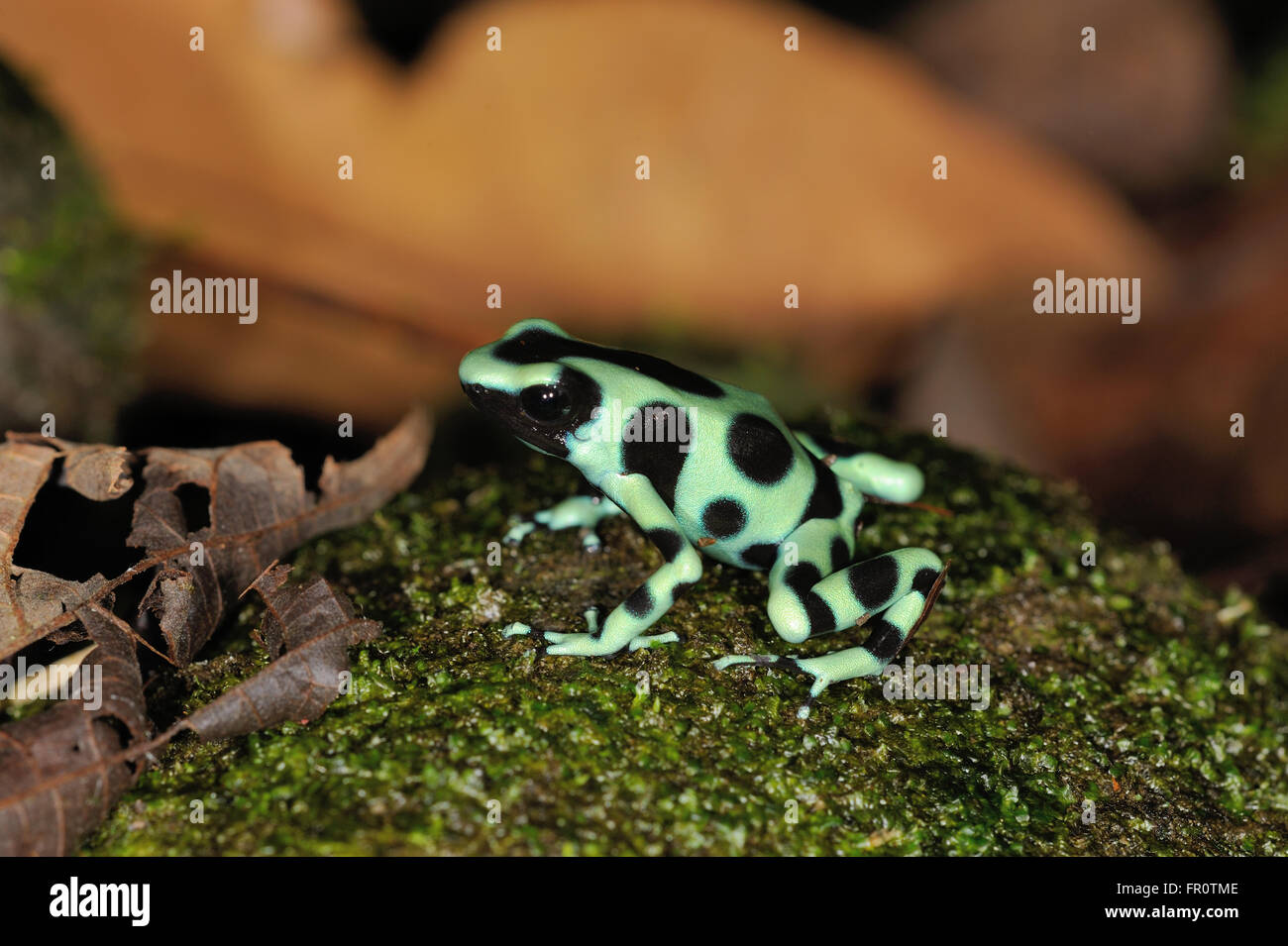 Verde e nero Poison Dart (Rana Dendrobates auratus), La Selva, Costa Rica Foto Stock