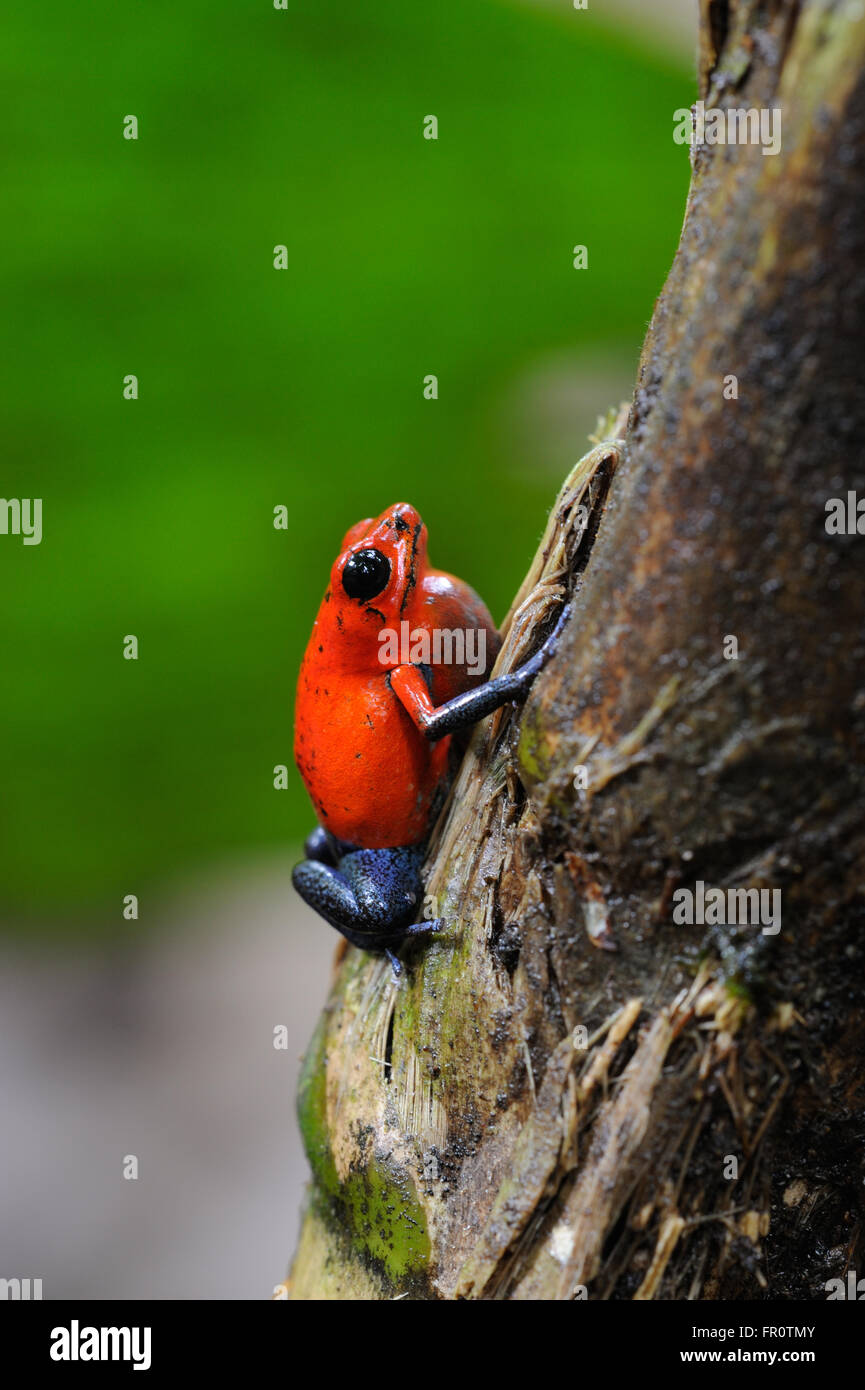 Fragola Rana Poison-Dart (Oophaga pumilio), la Selva La Stazione Biologica, Costa Rica Foto Stock