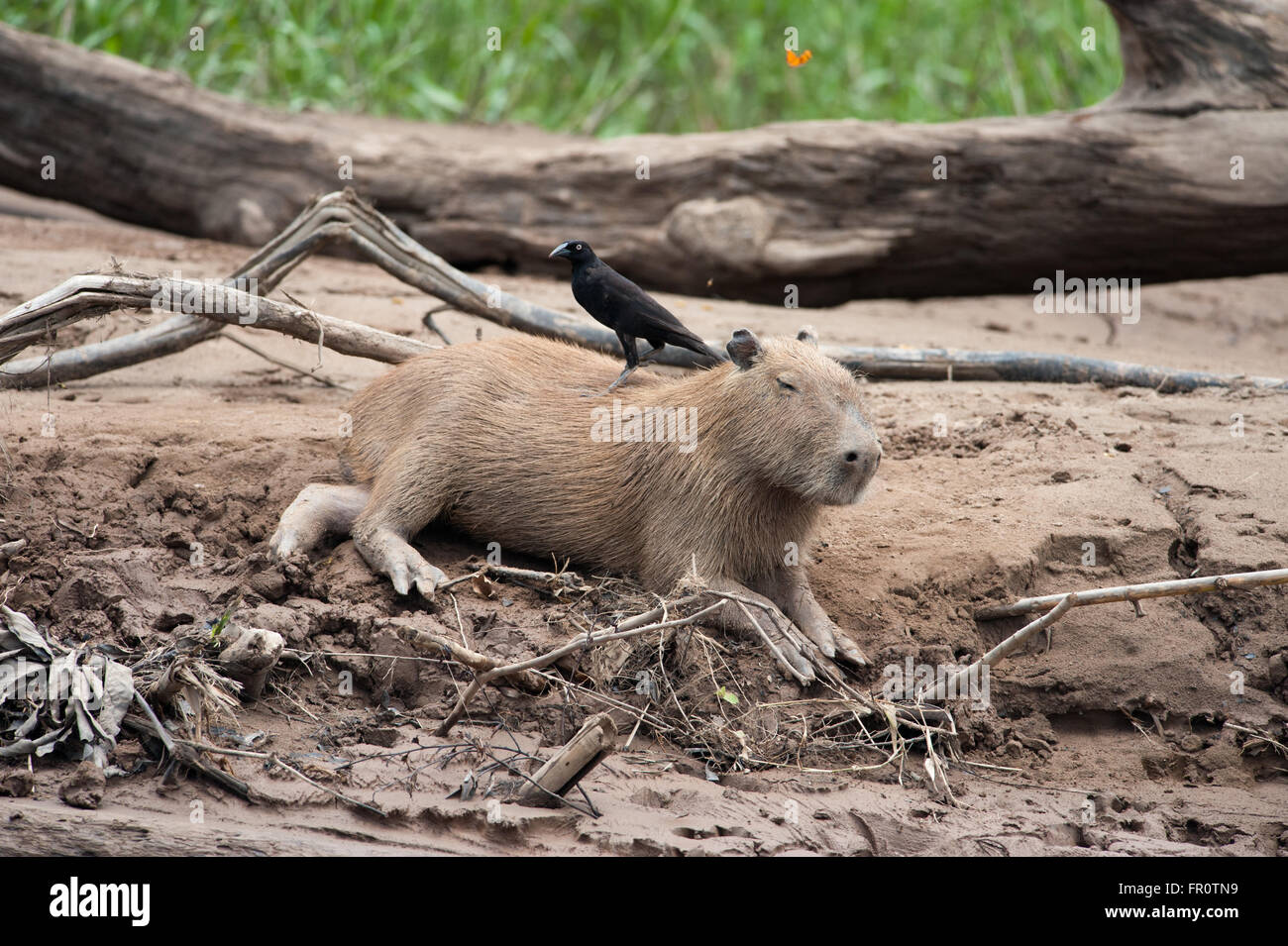 Capibara (Hydrochaeris hydrochaeris) con il gigante Cowbird (Molothrus oryzivorus), Tambopata National Reserve, Perù Foto Stock