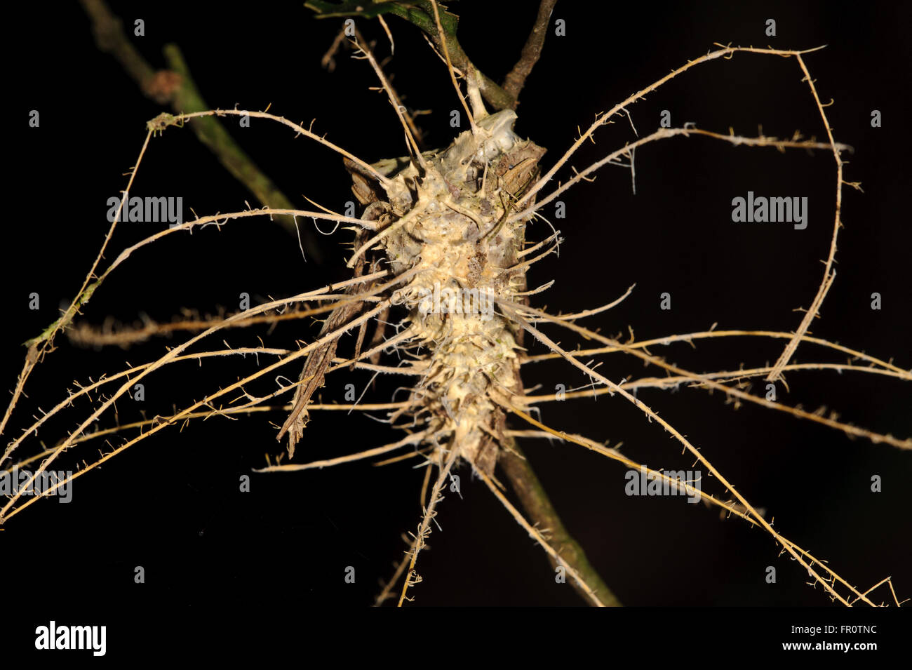 La tignola infettati da autostop fungo (Cordyceps), il Parco Nazionale del Manu, Perù Foto Stock