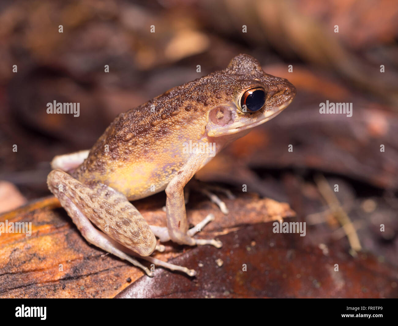 Borneo marrone rana di palude, Hylarana baramica Gunung Mulu, Borneo Malaysia Foto Stock