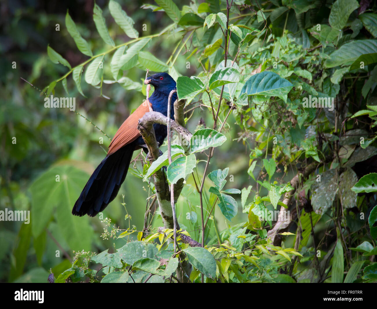 Maggiore Coucal (Centropus sinensis), Tawau Hills, Sabah, Malaysia Foto Stock