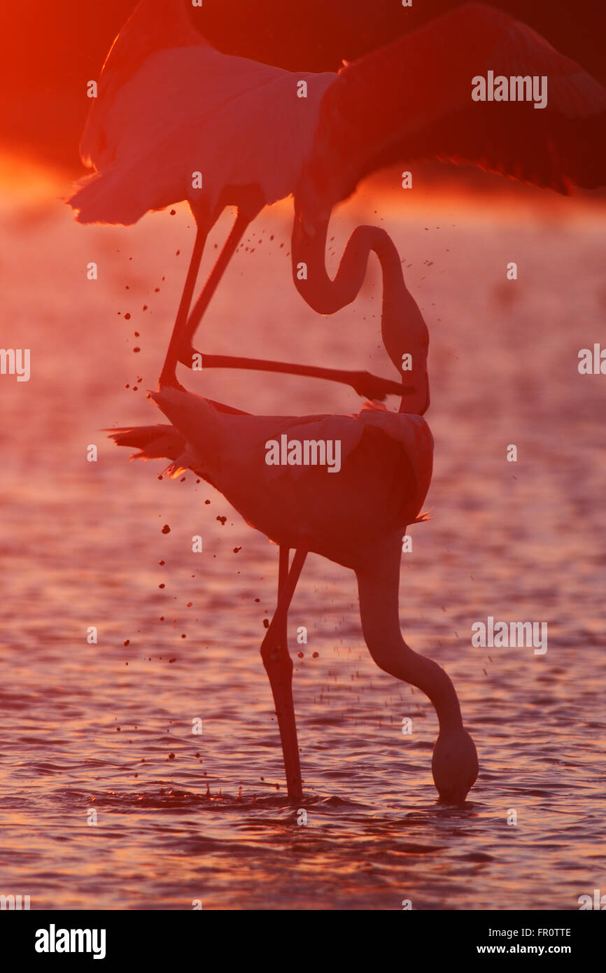 Fenicottero maggiore (Phoenicopterus roseus), Camargue, Francia Foto Stock