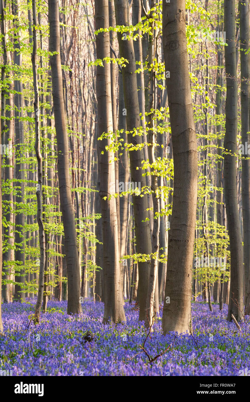 Sunny fioritura primavera foresta, Hallerbos, Belgio Foto Stock