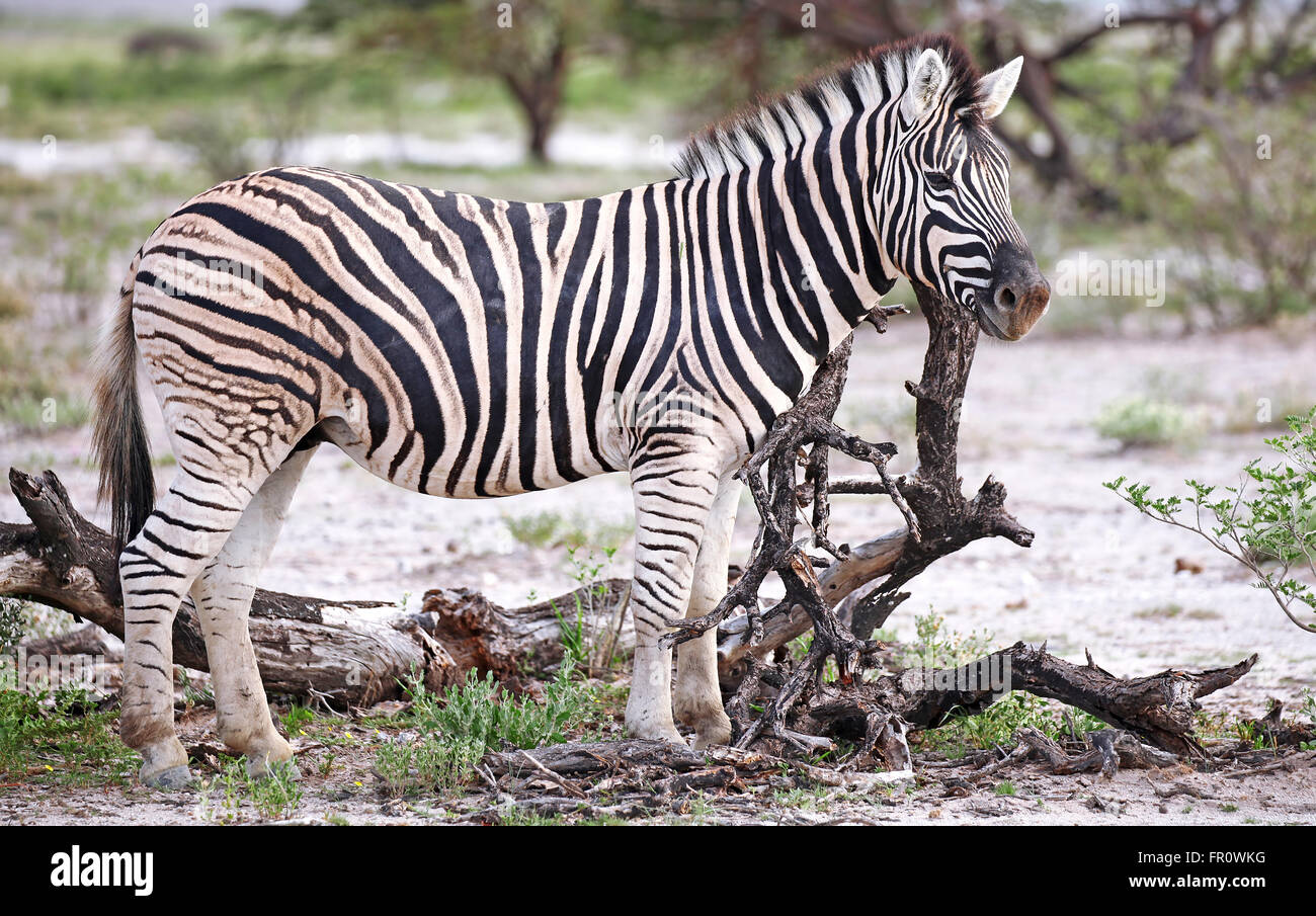 Le pianure zebra, Equus quagga, Etosha, Namibia Foto Stock