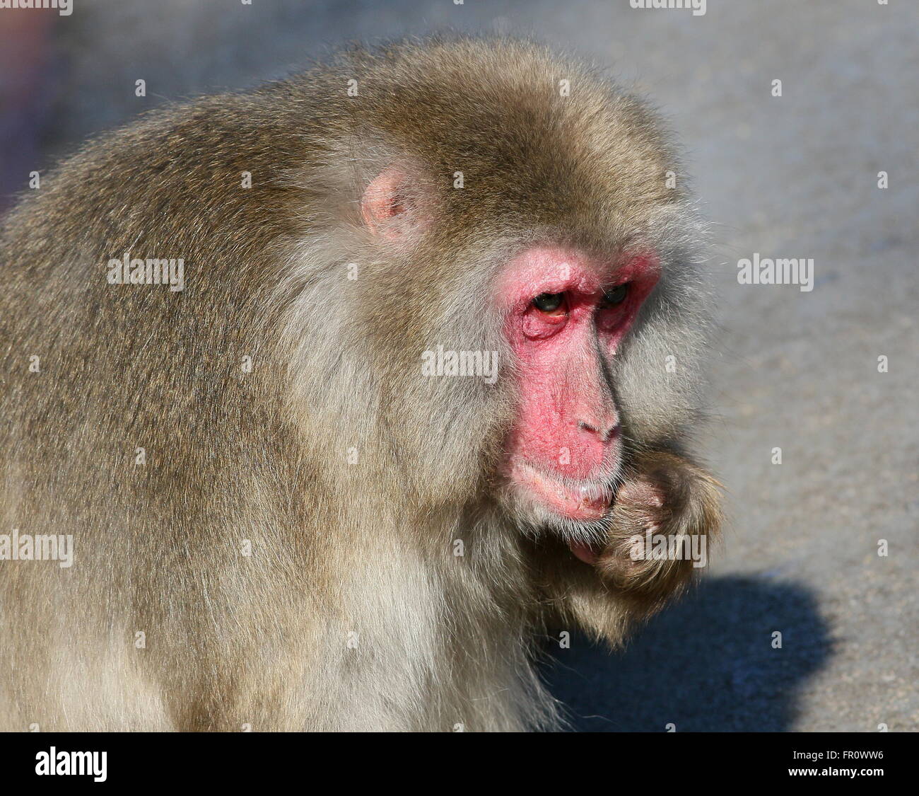 Macaque giapponese o la neve di scimmia (Macaca fuscata) closeup mentre graffiare il mento Foto Stock