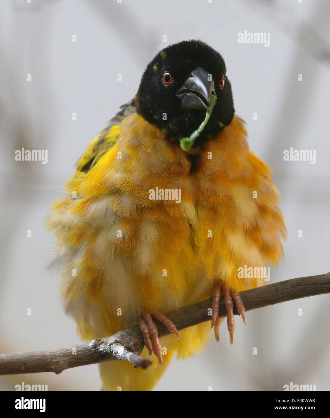 Maschio villaggio africano Weaver bird (Ploceus cucullatus) la raccolta di materiale di nido. A.k.a. A testa nera o Spotted-backed weaver Foto Stock