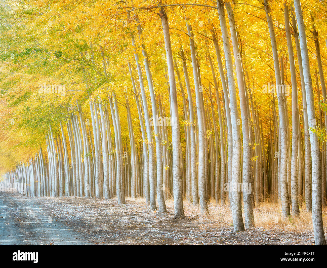 Pacific Albus (pioppo) tree farm, Boardman Tree Farm, Oregon Foto Stock