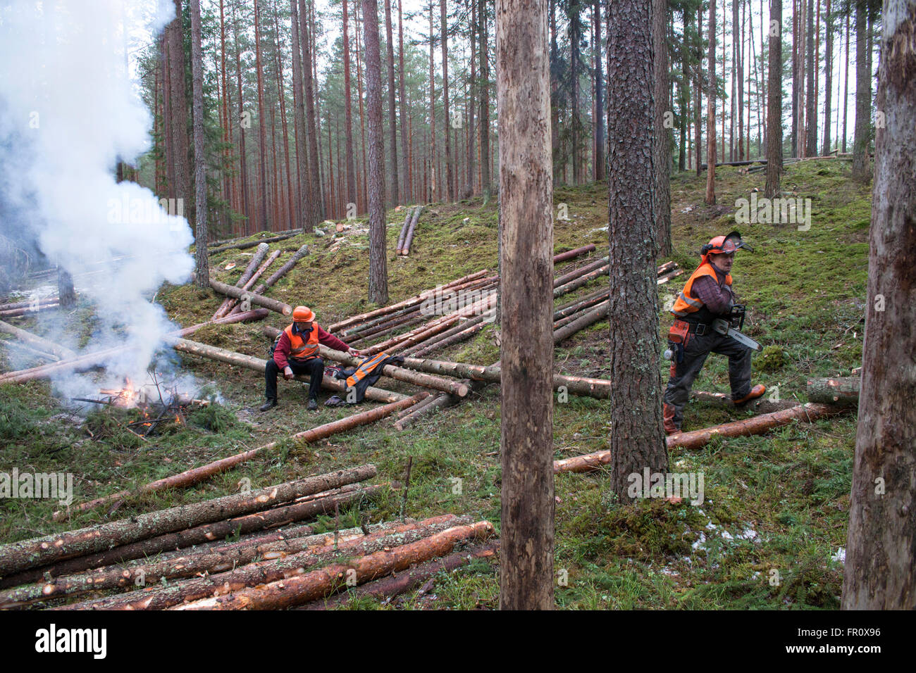 Logger lavora nella foresta. Assottigliamento della foresta. Foto Stock