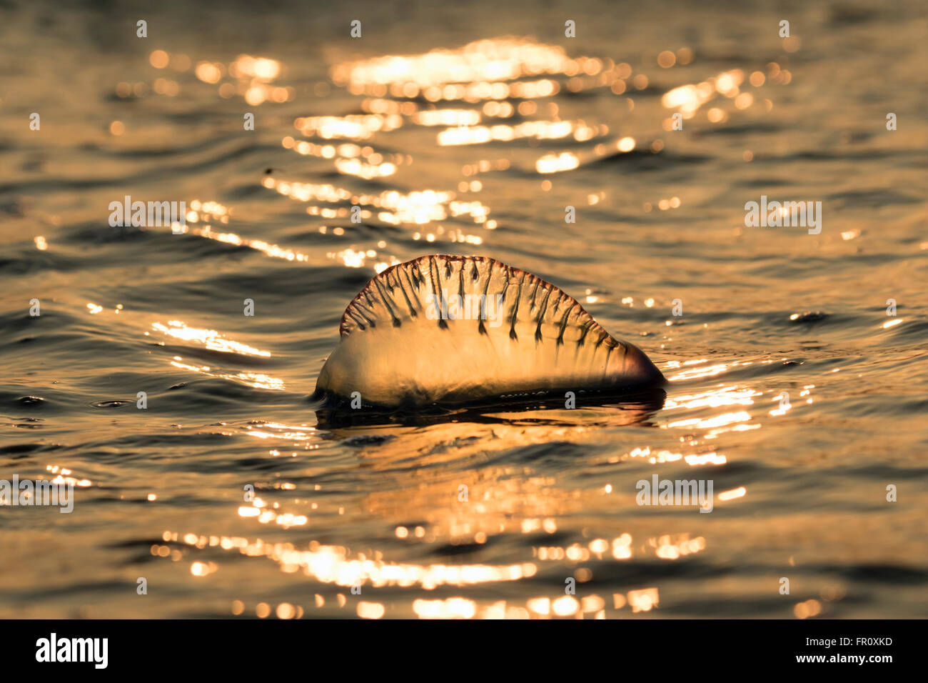 Atlantico uomo portoghese o' guerra (Physalia physalis) galleggianti nell'oceano al tramonto, Galveston, Texas, Stati Uniti d'America Foto Stock
