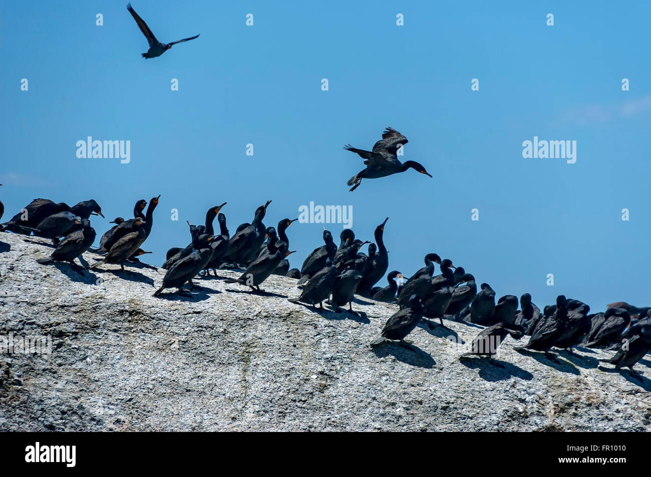 Cormorano del capo a costa atlantica dal Capo di Buona Speranza, Sud Africa Foto Stock