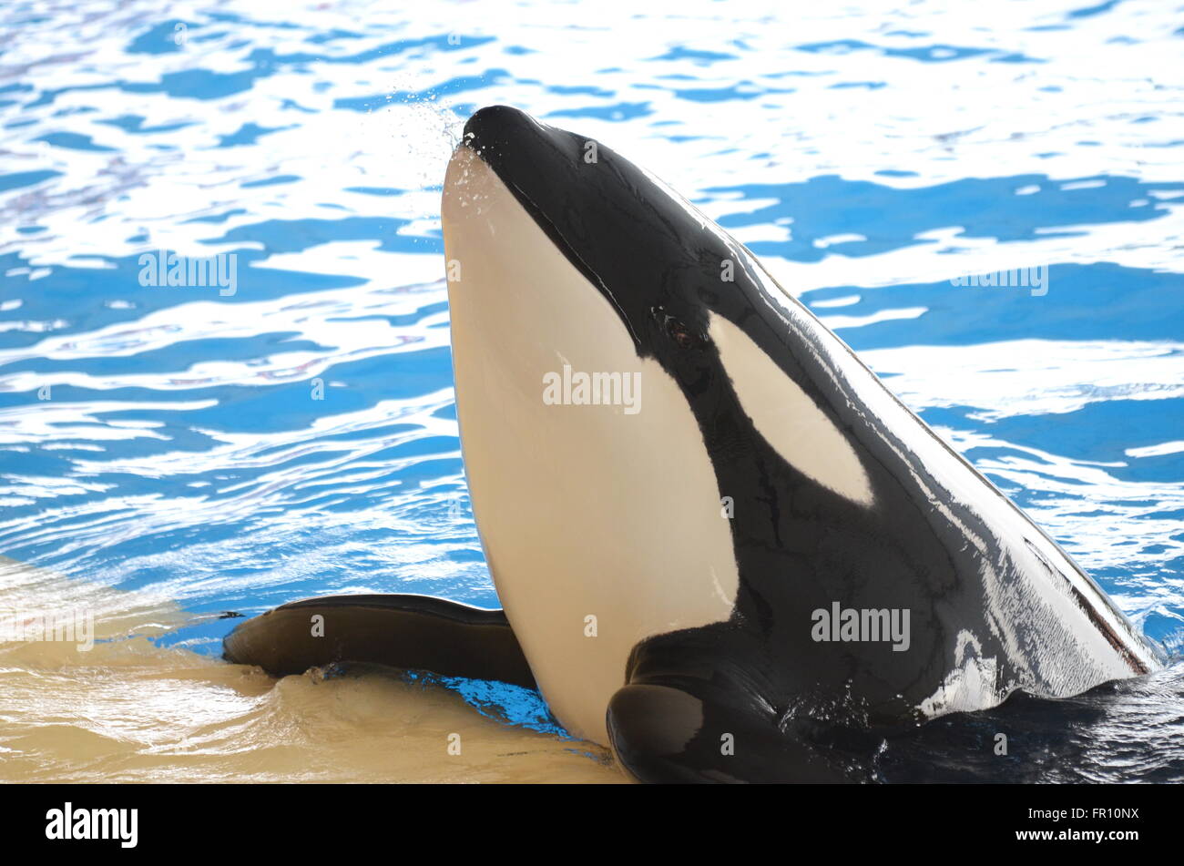 Orca balena in Loro Parque in Puerto de la Cruz Tenerife, Isole Canarie, Spagna Foto Stock
