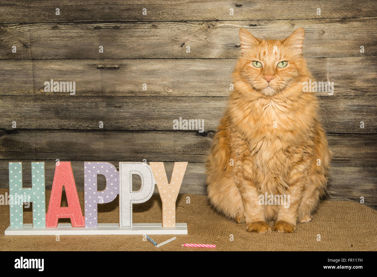 Un simpatico gatto festeggia il suo compleanno a Pasqua Foto Stock