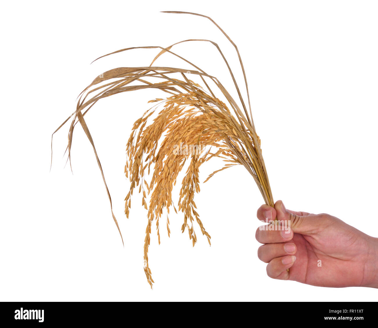 Il risone in mano su sfondo bianco Foto Stock