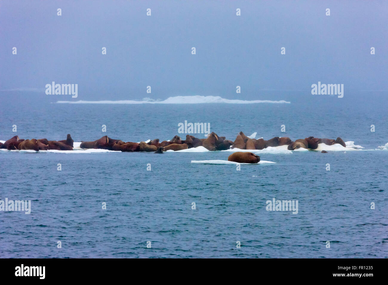 Trichechi sul ghiaccio galleggiante, Chukchi Sea, Russia Estremo Oriente Foto Stock