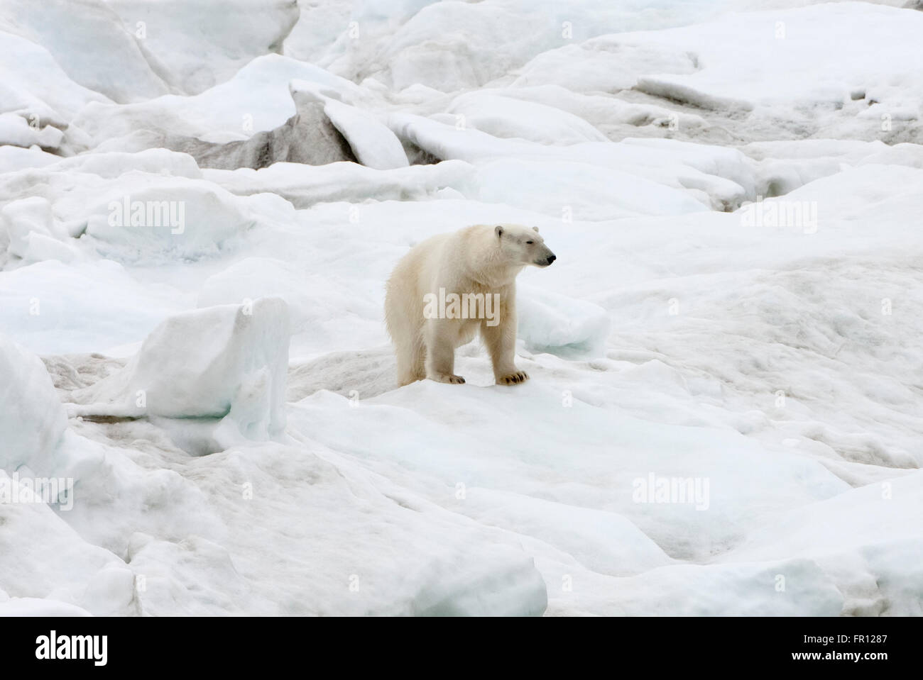 Orso polare su ghiaccio, mare di Bering, Russia Estremo Oriente Foto Stock