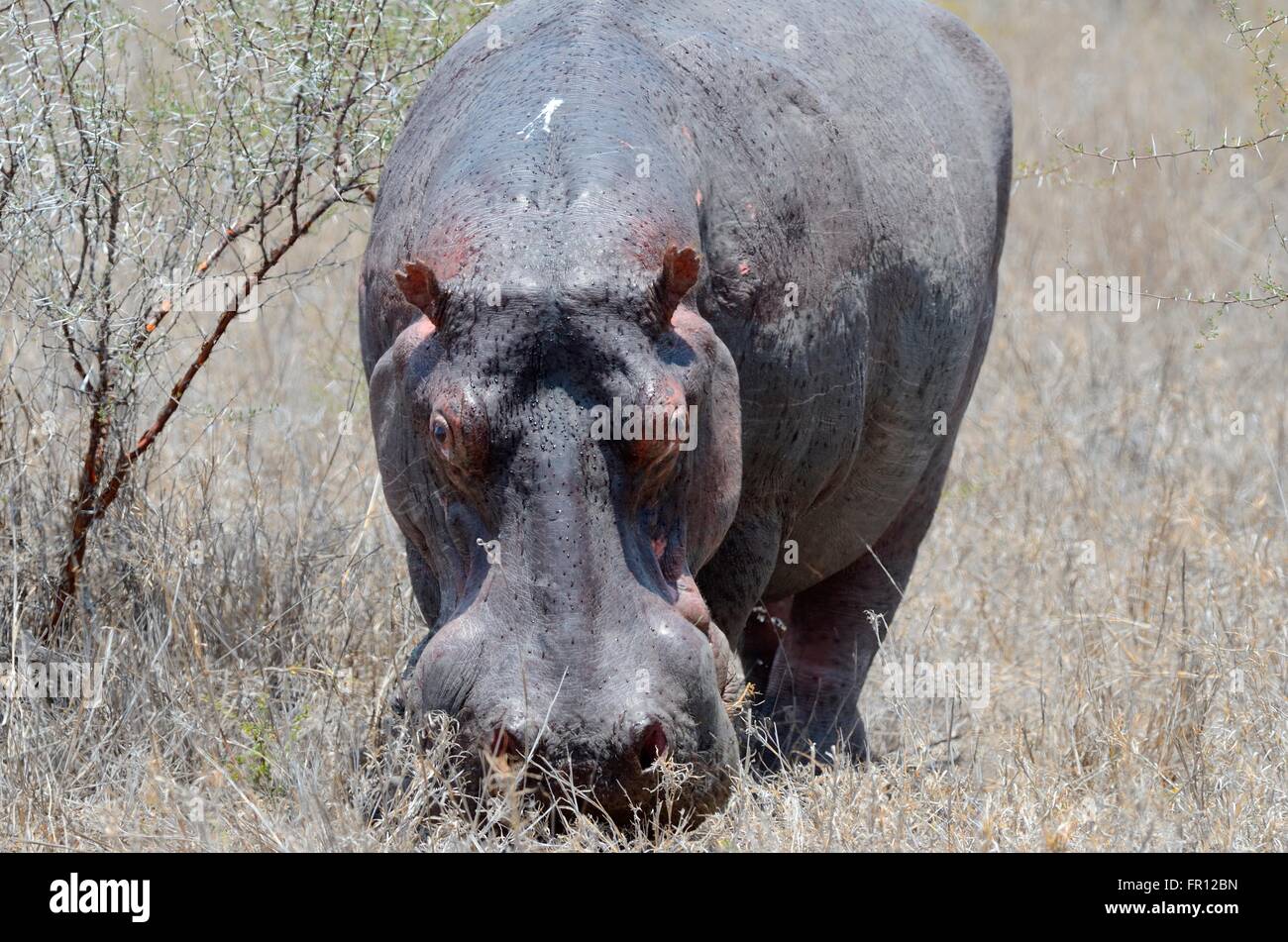 Ippopotamo (Hippopotamus amphibius), maschio adulto, sudorazione, in erba secca, Kruger National Park, Sud Africa e Africa Foto Stock