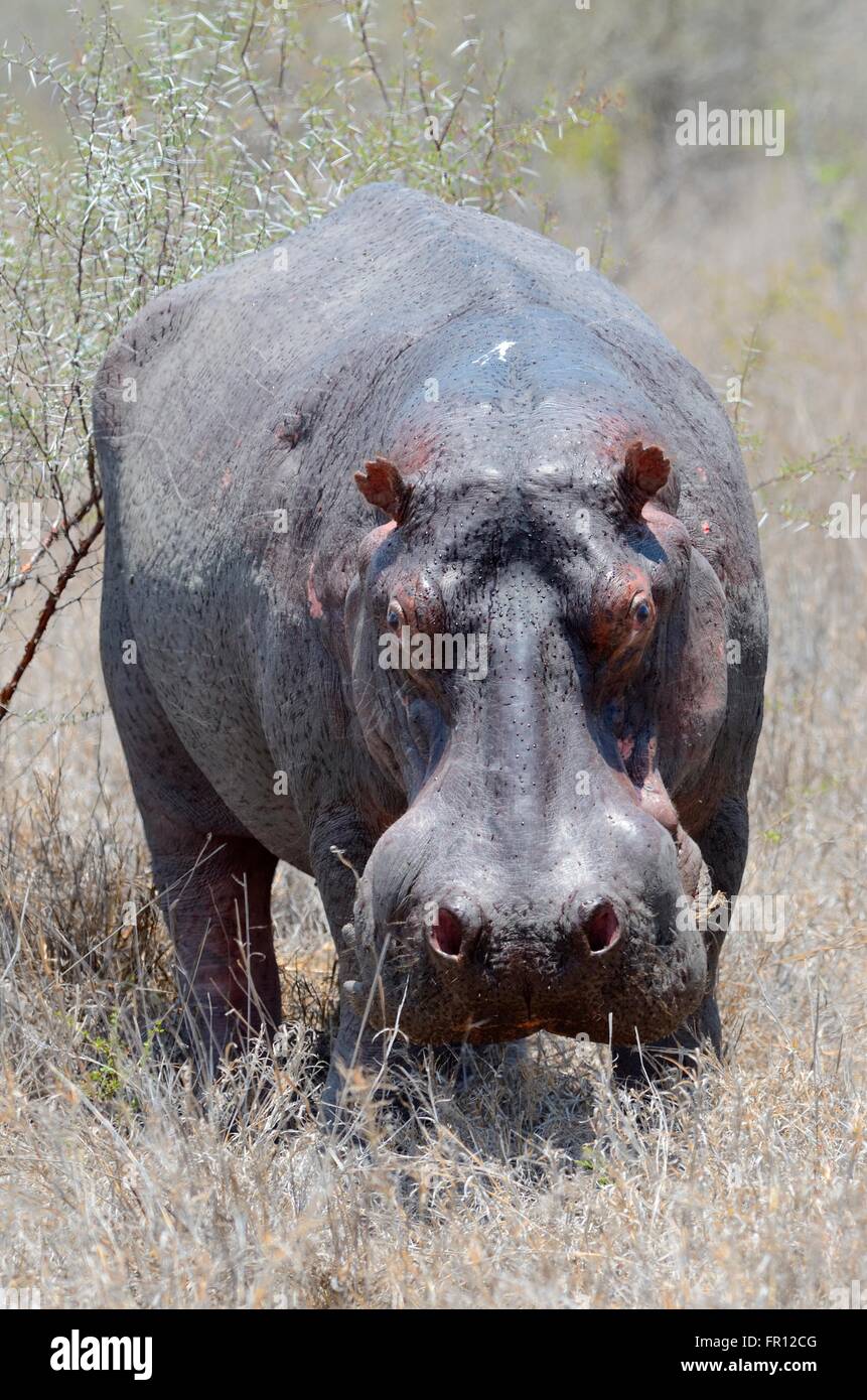 Ippopotamo (Hippopotamus amphibius), maschio adulto, sudorazione, in erba secca, Kruger National Park, Sud Africa e Africa Foto Stock